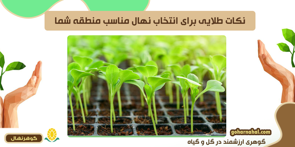 نکات طلایی برای انتخاب نهال مناسب منطقه شما