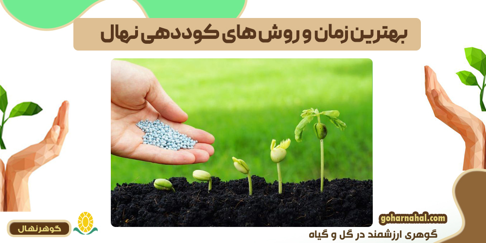 بهترین زمان و روش‌های کوددهی نهال