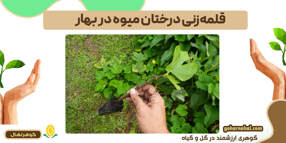 قلمه زنی درختان میوه در بهار