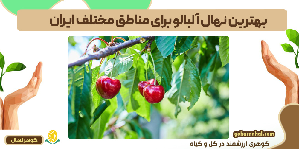 بهترین نهال آلبالو برای مناطق مختلف ایران