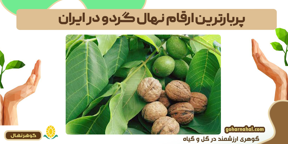 پربارترین ارقام نهال گردو در ایران