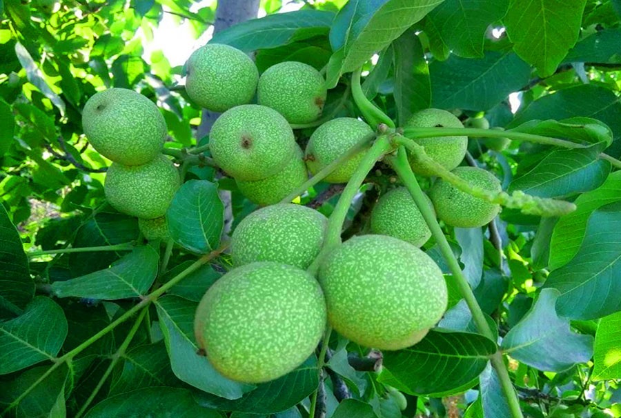 نهال گردو ژنوتیپ پیوندی گوهرنهال