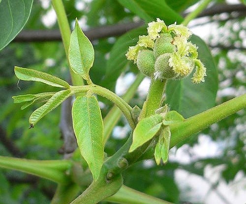 نهال گردو گرده‌ افشان پیوندی