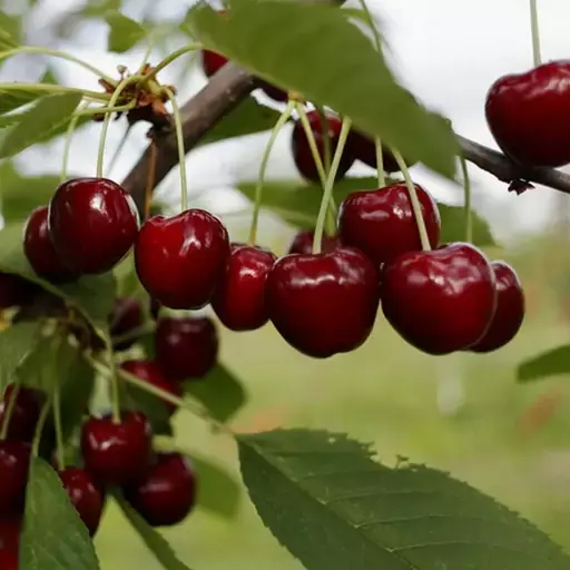 نهال آلبالو مجاری دیررس