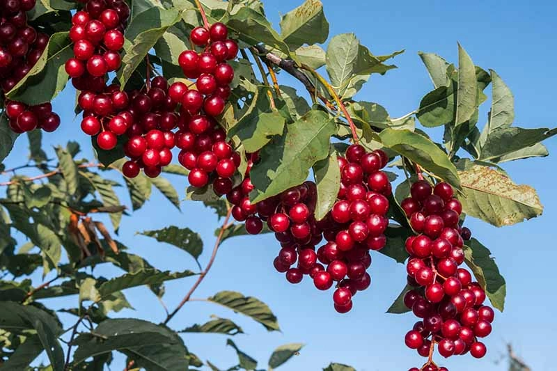 نهال آلبالو پربار سیگانی