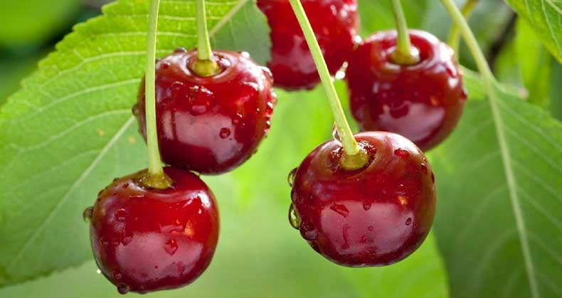 نهال آلبالو گوشواره‌ ای