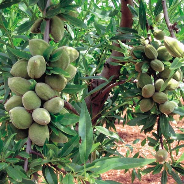 نهال بادام خوشه‌ ای