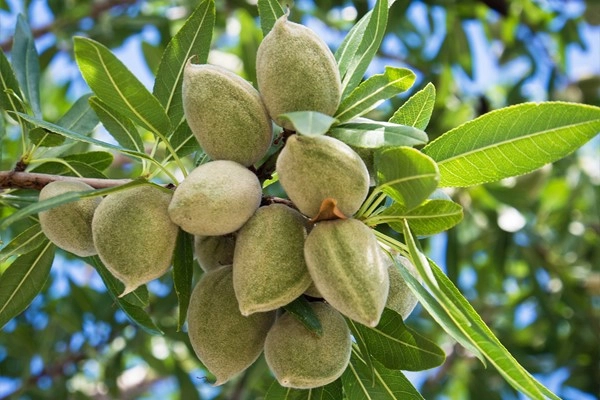 نهال بادام پایه جی پیوندک