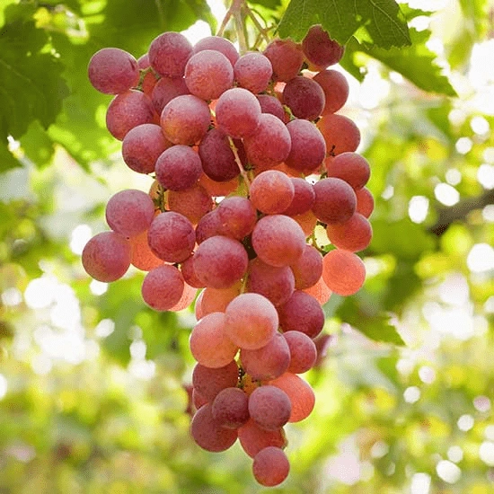 نهال انگور صاحبی