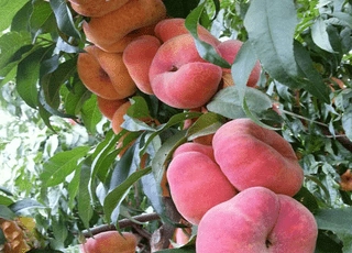 نهال هلو انجیری آناناسی