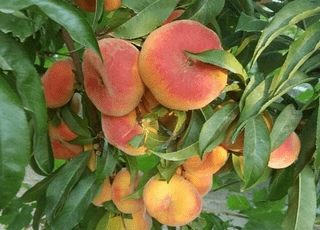 نهال هلو انجیری زعفرانی