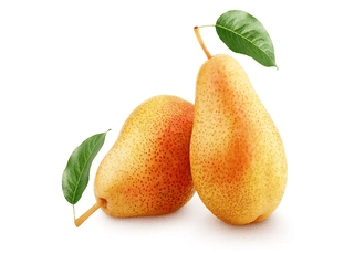 نهال گلابی کنکورد