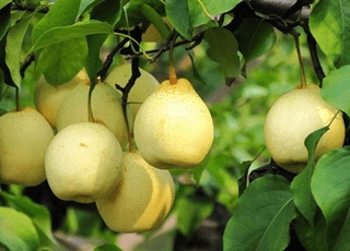نهال گلابی شینگو