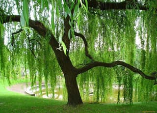 نهال بید سبز پیوندی
