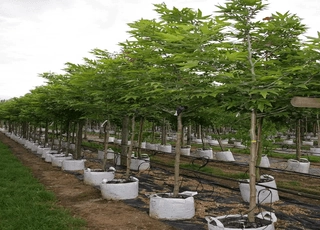 نهال چنار
