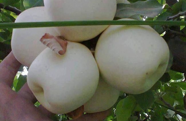 نهال سیب سفید شیشه ای